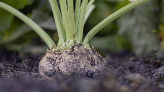 close-up of a betaseed sugarbeet