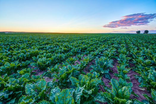 sugarbeet field in the idaho region