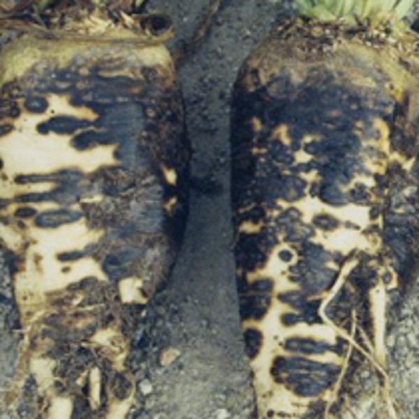 rhizoctonia