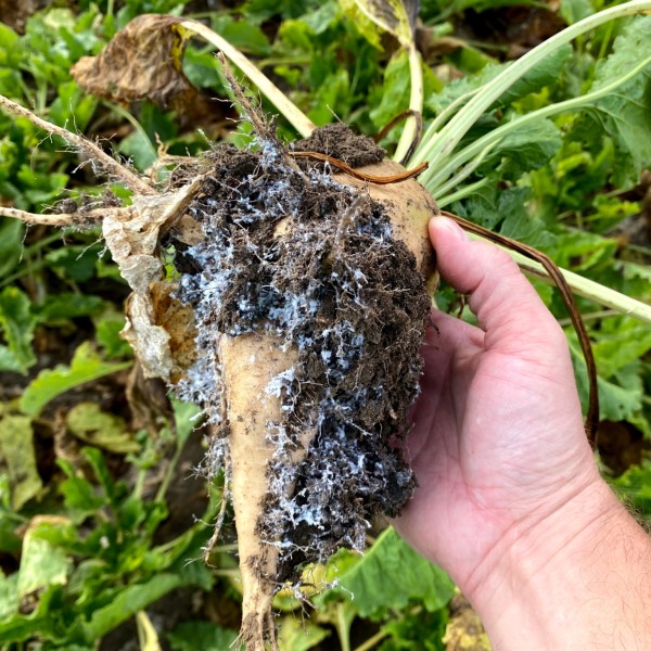 root aphids on a sugarbeet