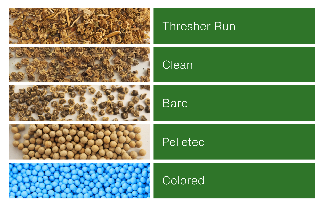 seed processing stages