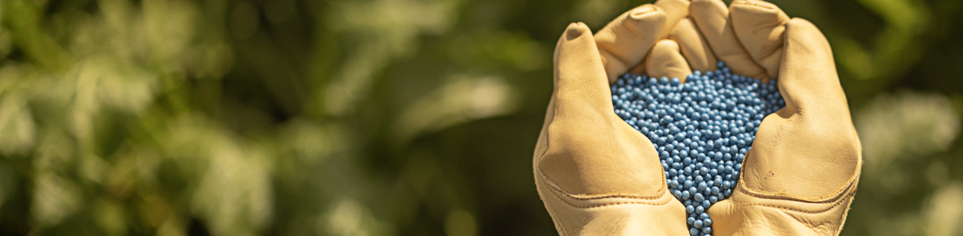 gloved hands holding betaseed sugarbeet seeds