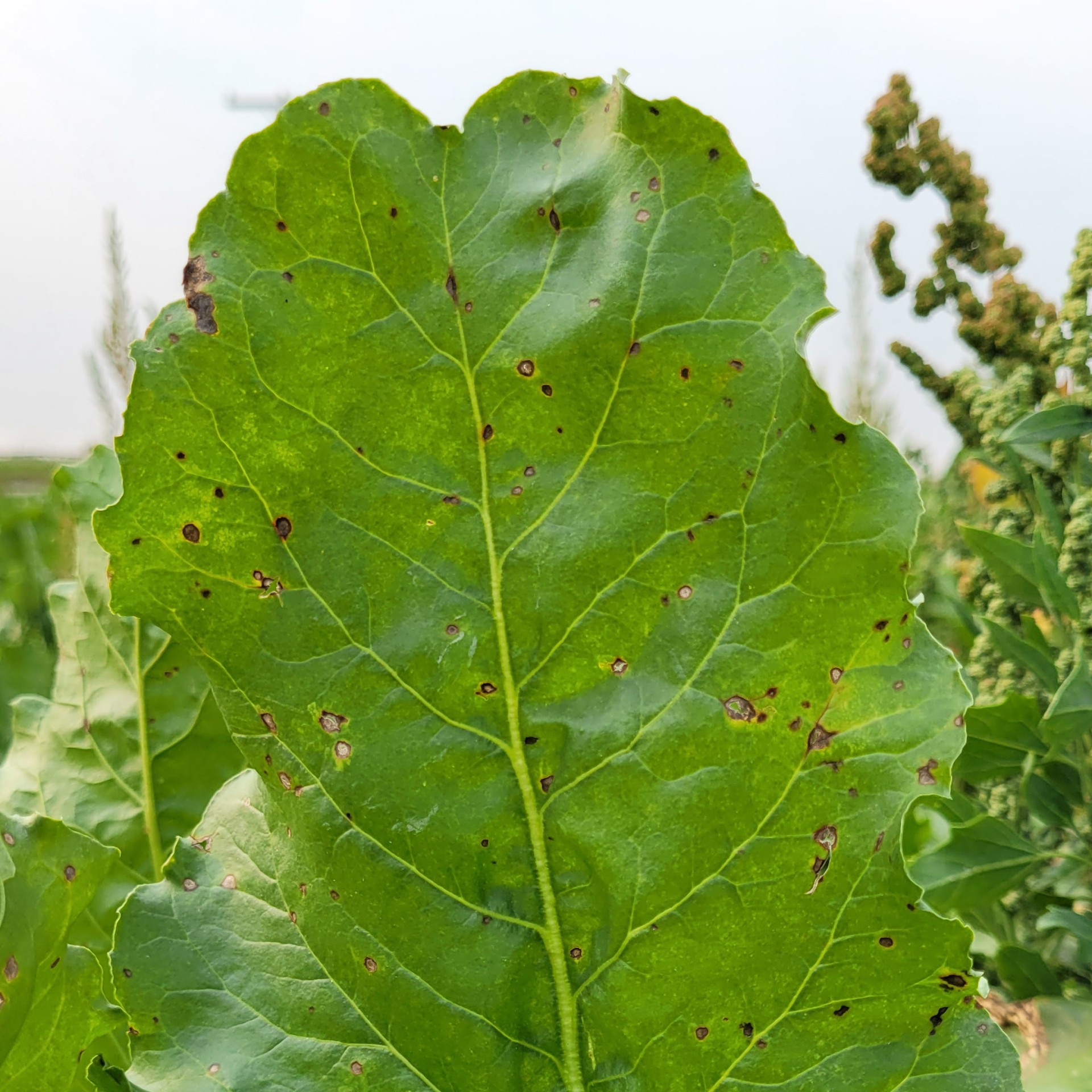 sugarbeet leaves with cercospora spots
