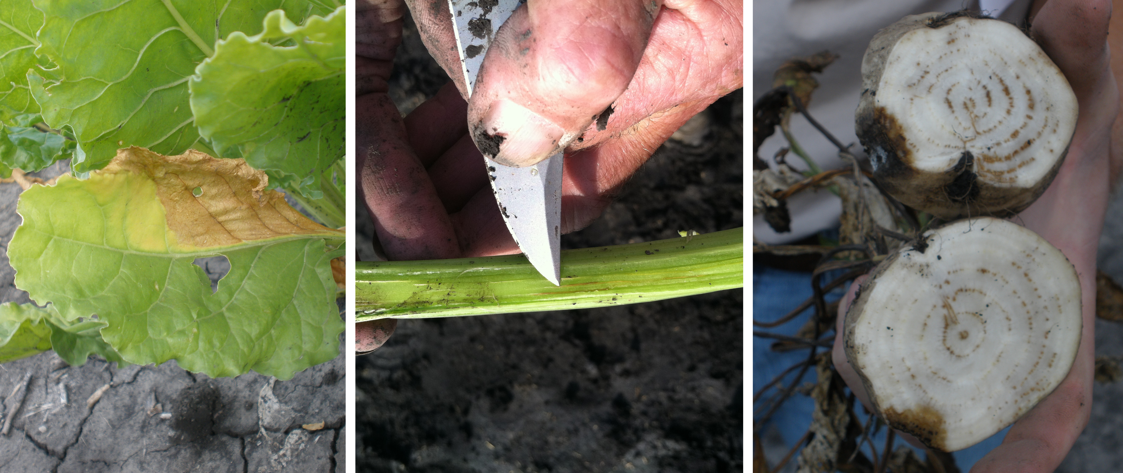 Images provided by Dr. Oliver Neher, Chief Scientist and Plant Pathologist at Amalgamated Sugar.