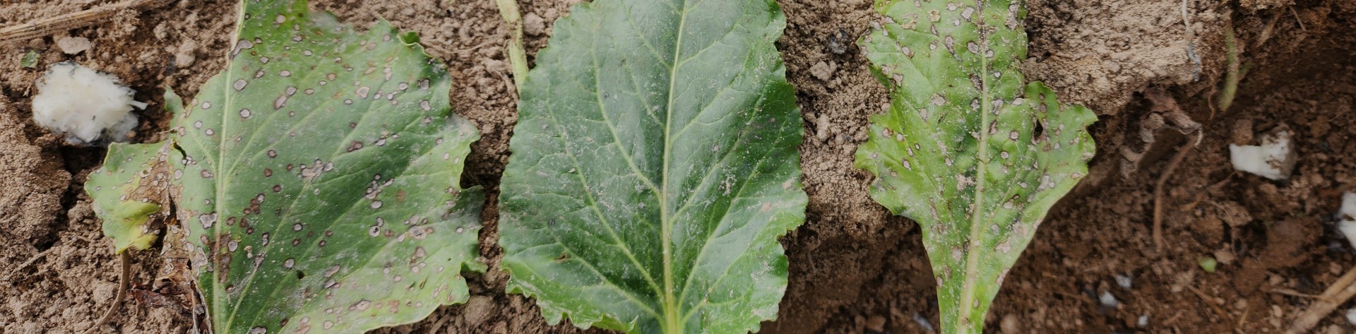 sugarbeet leaves with cercospora spots