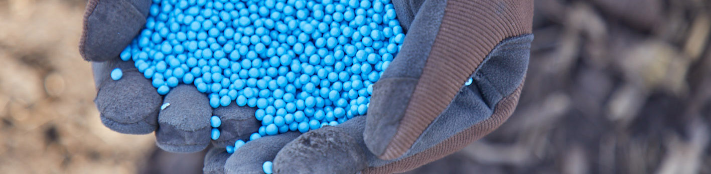 gloved hands holding blue betaseed sugarbeet seeds