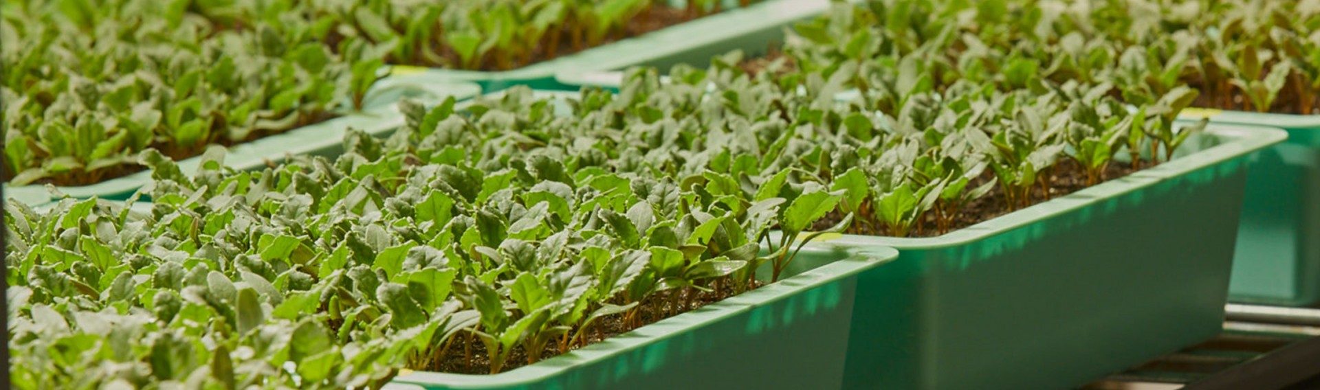 betaseed plants under breeding development