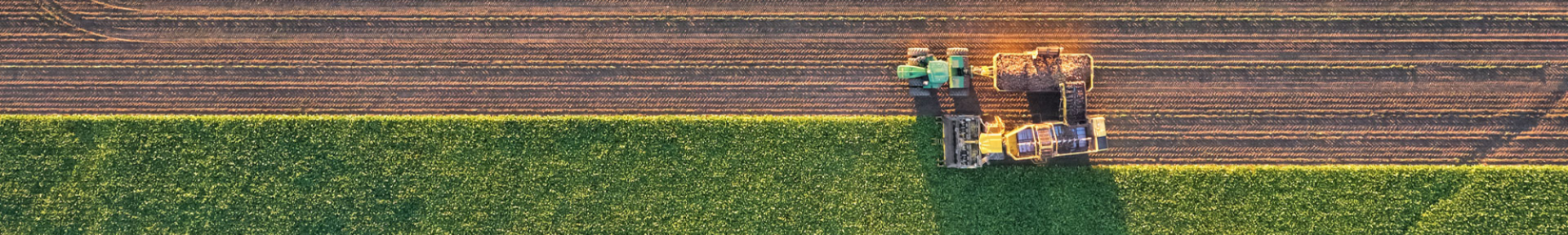 north american sugarbeet field with betaseed seeds