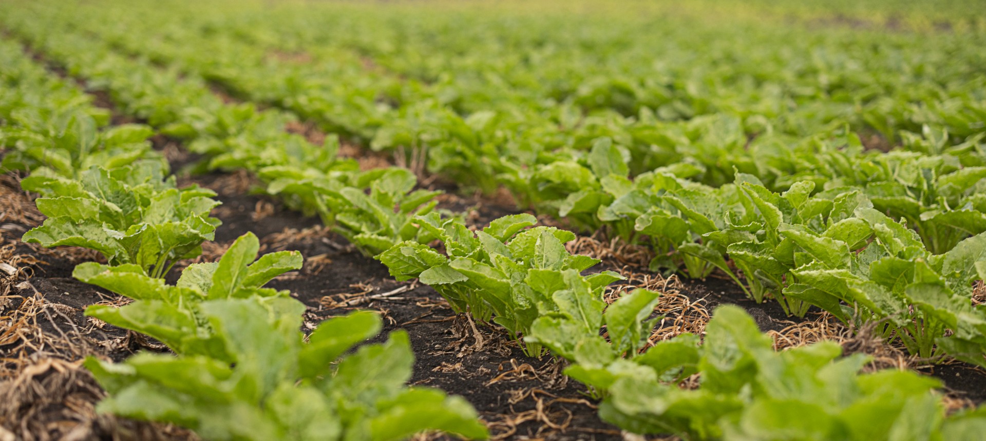 hands holding betaseed sugarbeets