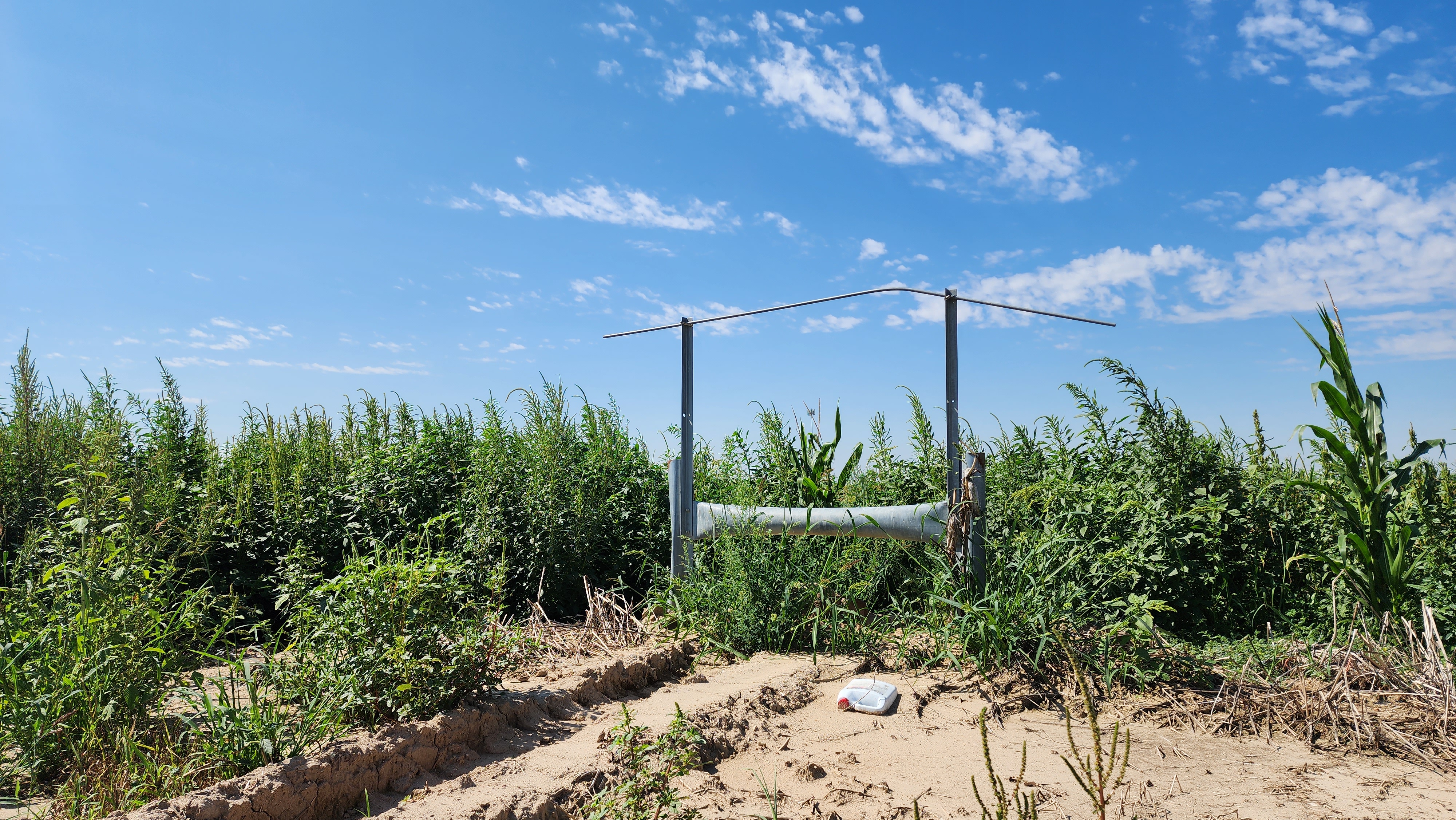 sugarbeet study field