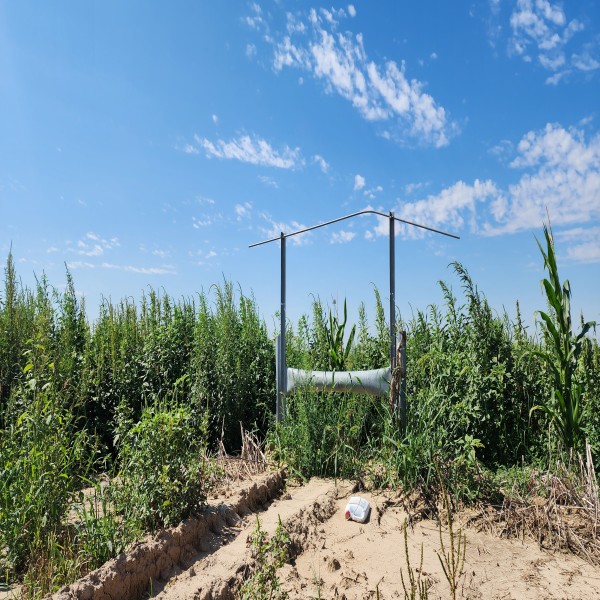 sugarbeet study field