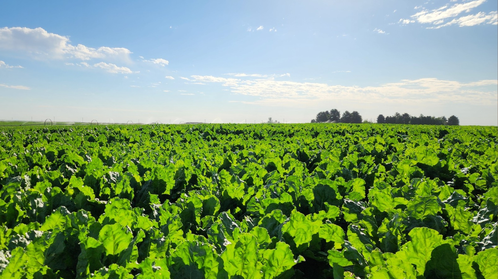 photo of idaho sugarbeet crop from july 2025