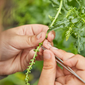hand crossing sugarbeet seed breeding