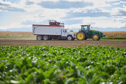 tractor in a sugarbeet field planted with betaseed varieties