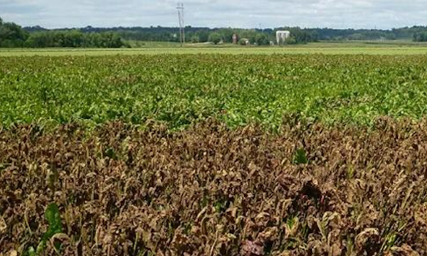 Toleranzen Cercospora Vergleich