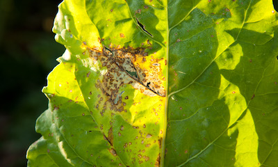 tolerance Cercospora