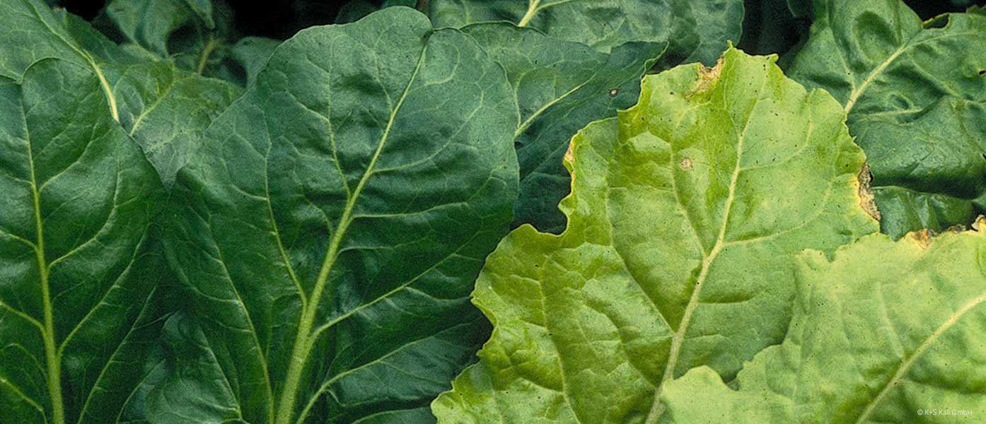 dünger gemüsepflanzen Bio Flüssigdünger für Tomaten & Gemüse main image 1