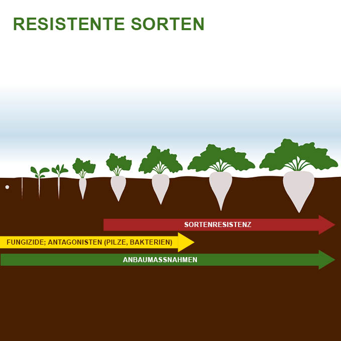 RHC-Resistente Sorten