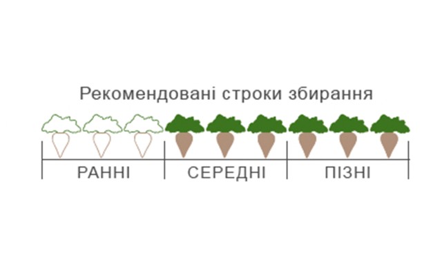 графічний БТС 1920