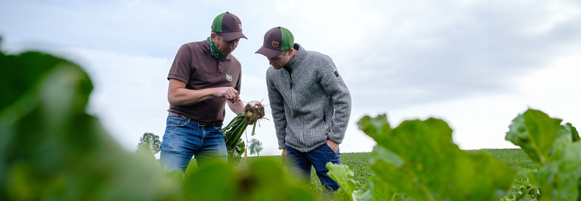 sugar beet